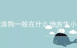 流浪狗一般在什么地方生小狗