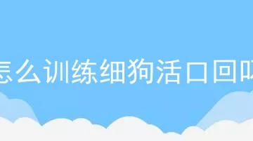 怎么训练细狗活口回叼