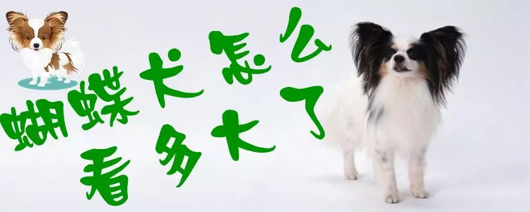 蝴蝶犬怎么看多大了1