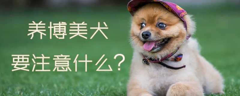 养博美犬要注意什么