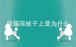 母猫尿被子上是为什么