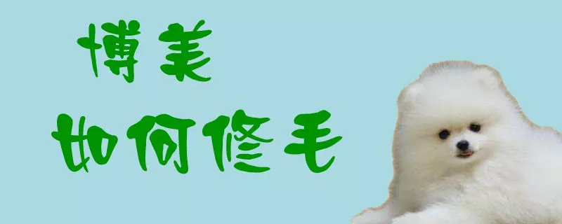 博美如何修毛