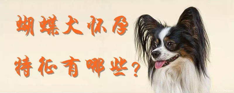 蝴蝶犬怀孕的特征有哪些