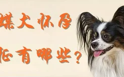 蝴蝶犬怀孕的特征有哪些