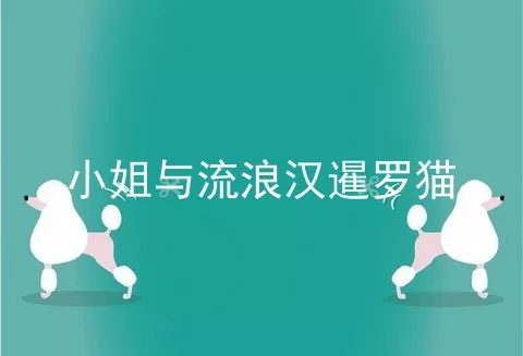 小姐与流浪汉暹罗猫