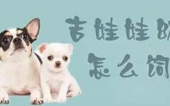 吉娃娃幼犬怎么饲养