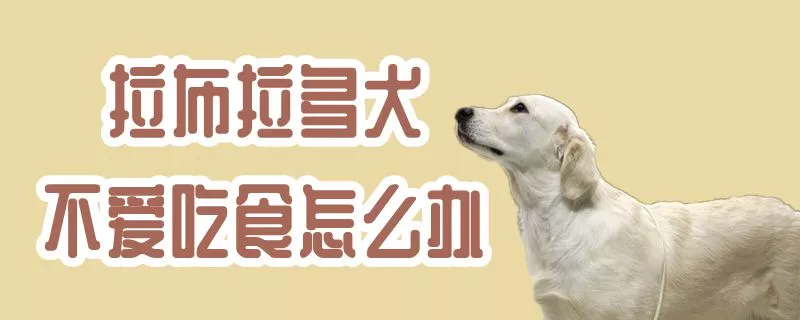 拉布拉多犬不爱吃食怎么办