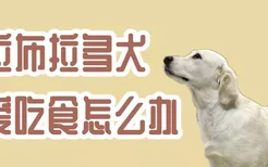 拉布拉多犬不爱吃食怎么办