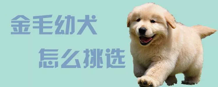 金毛幼犬怎么挑选1