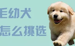 金毛幼犬怎么挑选