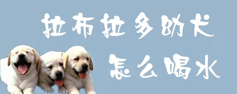 拉布拉多幼犬怎么喝水