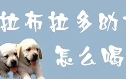 拉布拉多幼犬怎么喝水