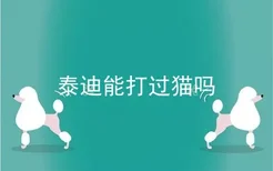 泰迪能打过猫吗