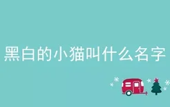 黑白的小猫叫什么名字