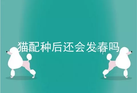 猫配种后还会发春吗