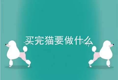 买完猫要做什么