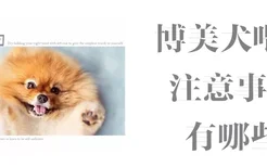 博美犬喂养注意事项有哪些