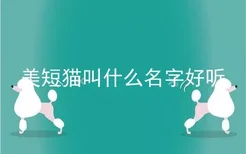 美短猫叫什么名字好听