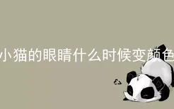 小猫的眼睛什么时候变颜色