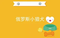 俄罗斯小猎犬