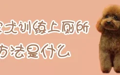 贵宾犬训练上厕所方法是什么