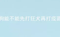 狗能不能先打狂犬再打疫苗