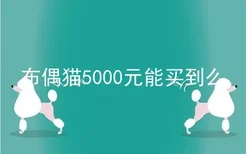 布偶猫5000元能买到么