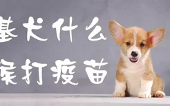 柯基犬什么时候打疫苗