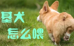 柯基犬怎么喂