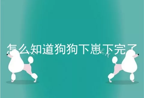 怎么知道狗狗下崽下完了