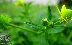 对狗有危害的植物有哪些 这些植物的危害你知道了吗