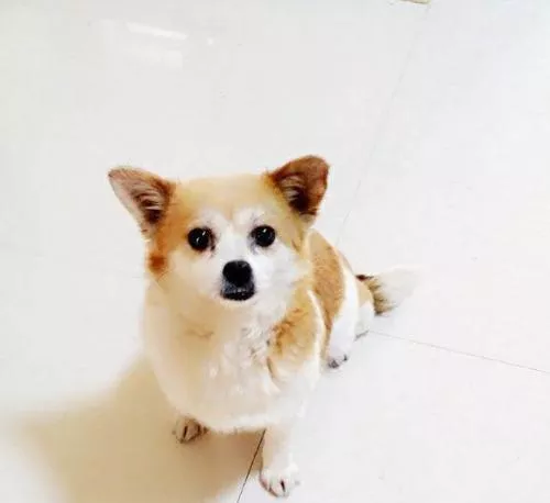 秋田属于什么型犬