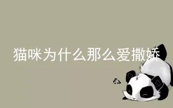 猫咪为什么那么爱撒娇