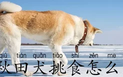 秋田犬挑食怎么办