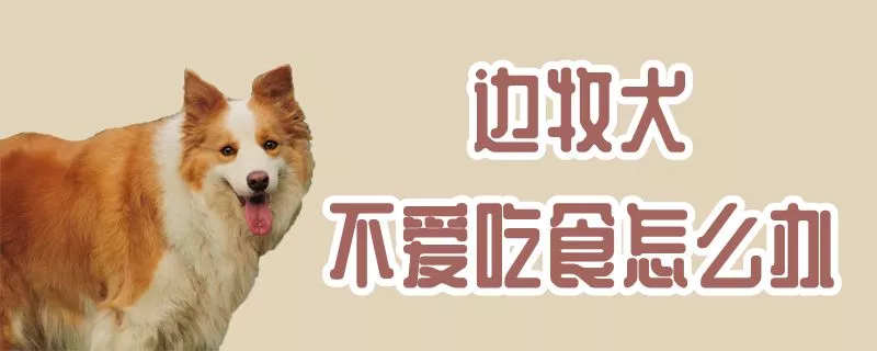 边牧犬不爱吃食怎么办