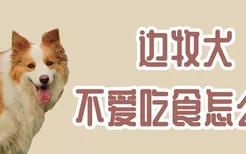 边牧犬不爱吃食怎么办