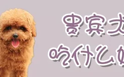 贵宾犬吃什么好