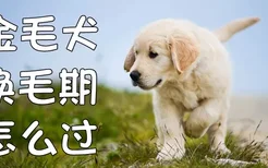 金毛犬换毛期怎么过