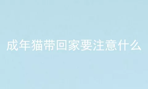 成年猫带回家要注意什么