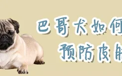 巴哥犬如何预防皮肤病