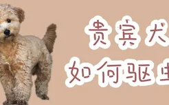 贵宾犬如何驱虫