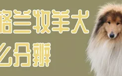 苏格兰牧羊犬怎么分辨