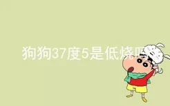 狗狗37度5是低烧吗