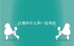 比熊和什么狗一起养好