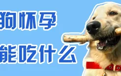 母狗怀孕不能吃什么