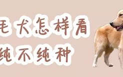 金毛犬怎样看纯不纯种