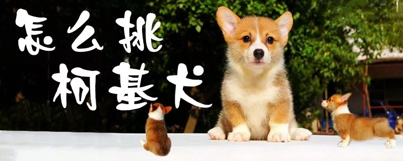 怎么挑柯基犬1