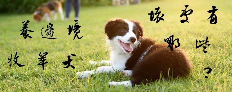 养边境牧羊犬的坏处有哪些