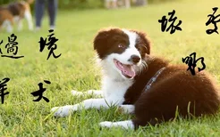 养边境牧羊犬的坏处有哪些