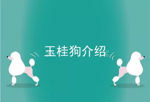 玉桂狗介绍